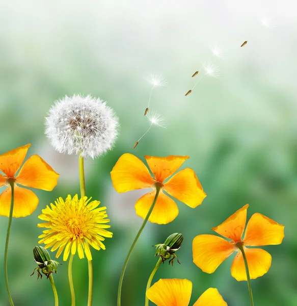 Paisagem de primavera com uma grama jovem — Fotografia de Stock