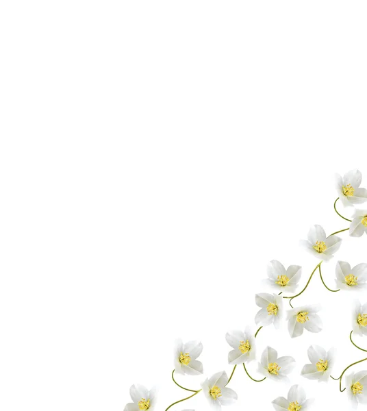 孤立的白色背景上的茉莉花的分支 — 图库照片