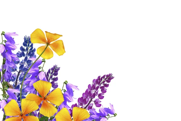 Blauwe lupine mooie bloemen op een witte achtergrond — Stockfoto
