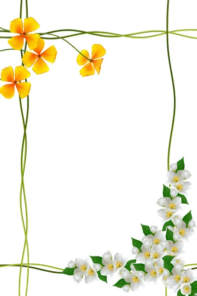 सफेद पृष्ठभूमि पर अलग जैस्मीन फूलों की शाखा। स्प्रिंग — स्टॉक फ़ोटो, इमेज