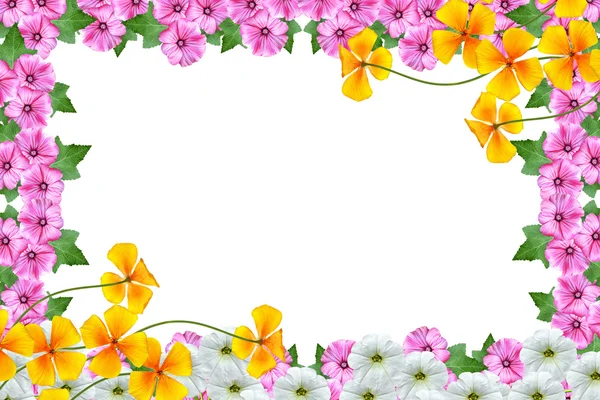 ห้องน้ําถูกแยกไว้บนพื้นหลังสีขาว ดอกไม้สดใส — ภาพถ่ายสต็อก