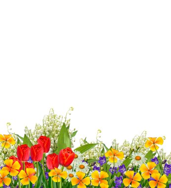 Beyaz arka planda izole edilmiş papatyalar.. 