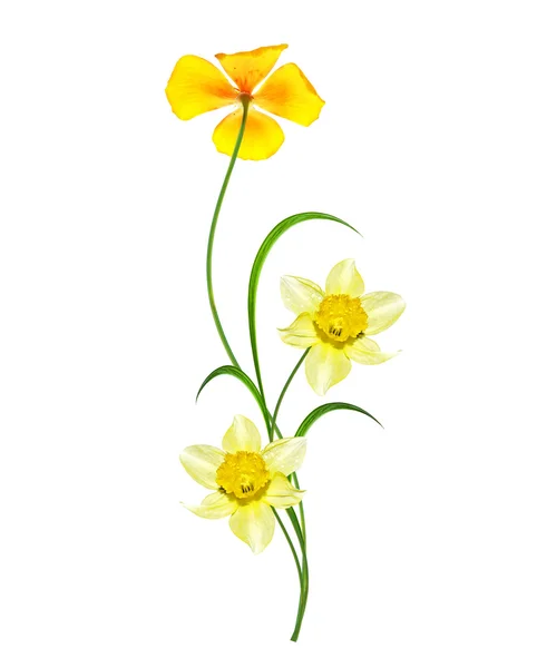 白い背景上に分離されて春の花スイセン — ストック写真