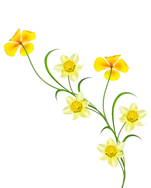 Wiosna kwiaty narcyzów na białym tle — Zdjęcie stockowe