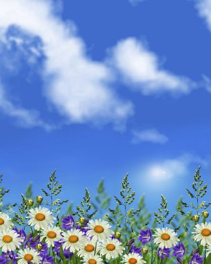 Kır çiçekleri papatya. Yaz manzara. Beyaz papatya çiçeği