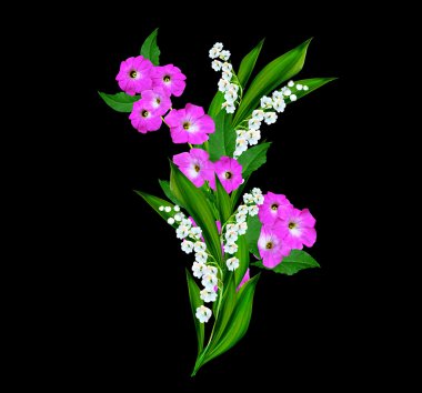 siyah arka plan üzerine izole lavatera. parlak çiçek