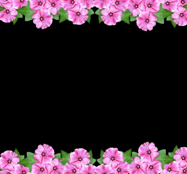 Lavatera isolado em fundo preto. flor brilhante — Fotografia de Stock