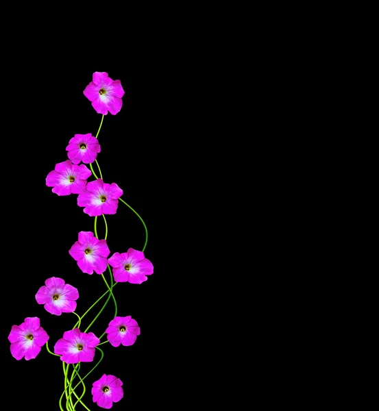 Lavatera  isolated on black background. bright flower — Stock Photo, Image