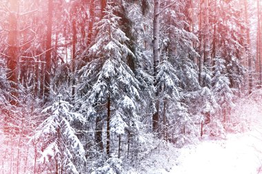  Donmuş orman. Kış manzarası. Karla kaplı ağaçlar. 
