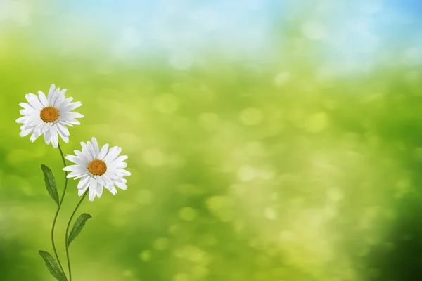 Kwiaty stokrotki. Krajobraz lato. kwiaty białe rumianek — Zdjęcie stockowe
