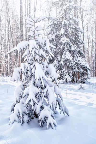 Wald im Frost. Winterlandschaft. Schneebedeckte Bäume. — Stockfoto