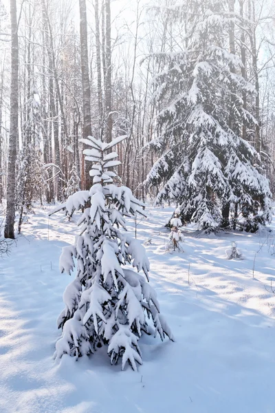 Ліс у морозі. Зимовий пейзаж. Снігові покриті деревами . — стокове фото
