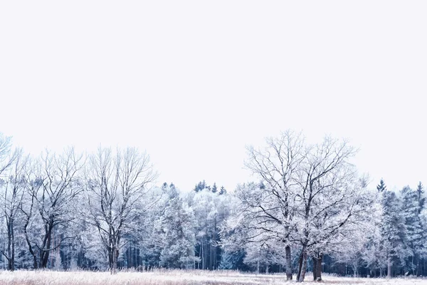 Bosque en la helada. Paisaje invernal. Árboles cubiertos de nieve. —  Fotos de Stock