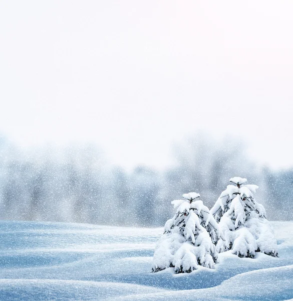森林在霜冻中。冬季风景。覆盖着雪的树. — 图库照片