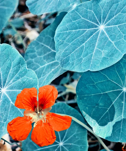 Bir arka plan yaz landsc renkli parlak nasturtium çiçekler — Stok fotoğraf
