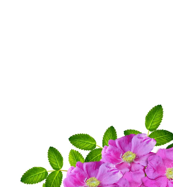 Rosa Perro (Rosa canina) flores sobre un fondo blanco —  Fotos de Stock