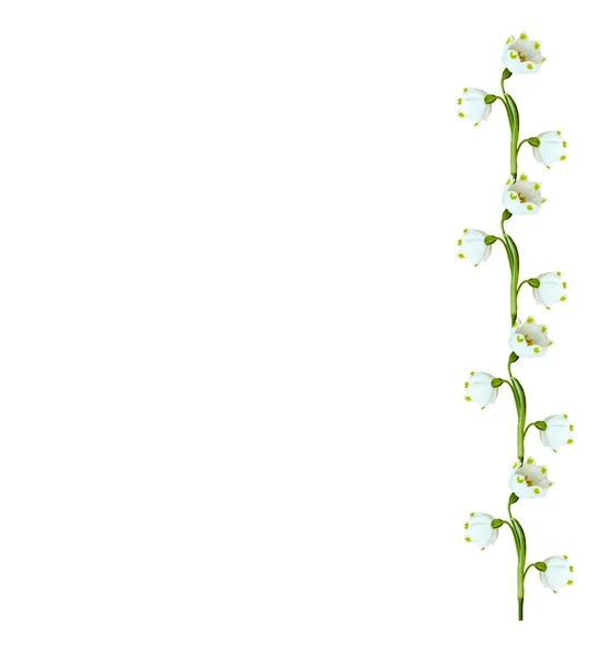 Jarní květiny sněženky izolovaných na bílém pozadí. — Stock fotografie