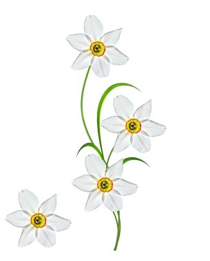 våren blommor narcissus isolerad på vit bakgrund