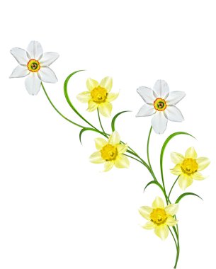 våren blommor narcissus isolerad på vit bakgrund