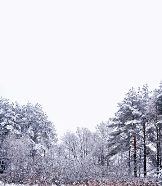 Лес в мороз. Зимний пейзаж. Заснеженные деревья — стоковое фото