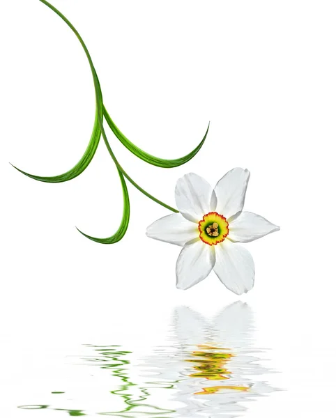 Jarní květiny Narcis izolovaných na bílém pozadí — Stock fotografie