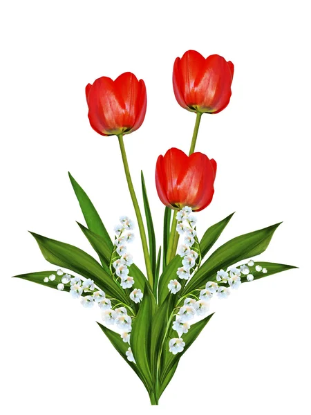 Spring flowers tulips isolated on white background. — Stock Photo, Image