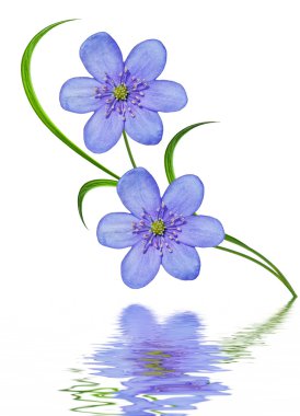 bahar beyaz zemin üzerine izole kardelen çiçek. 