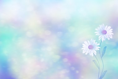 Kır çiçekleri papatya. Yaz manzara. Beyaz papatya çiçeği