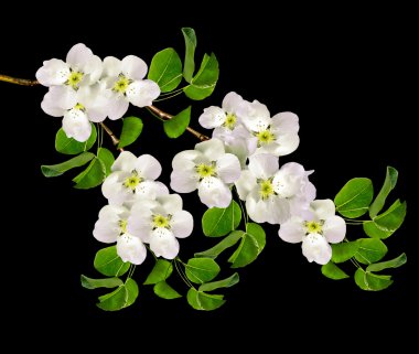 Siyah bir arka plan üzerinde izole elma dalı çiçeklenme. Bahar