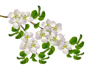 Beyaz bir arka plan üzerinde izole elma dalı çiçeklenme. Bahar