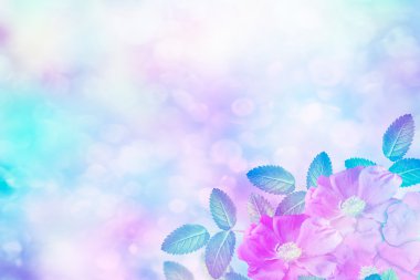  Hassas yabani gül Bahçe çiçek