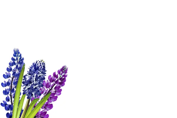 Altramuces azules hermosas flores sobre un fondo blanco — Foto de Stock
