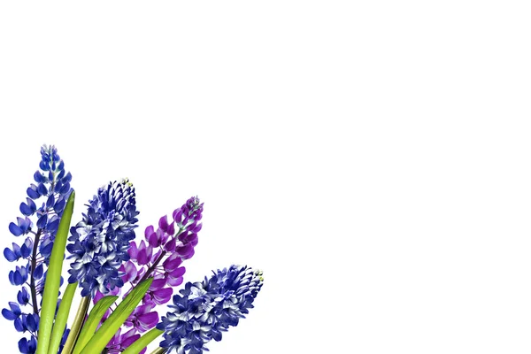 Blue lupines beautiful flowers on a white background — Stock Photo, Image