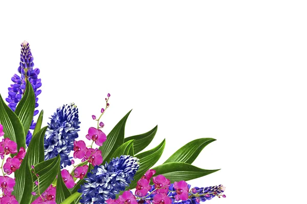 Blaue Lupinen schöne Blumen auf weißem Hintergrund — Stockfoto