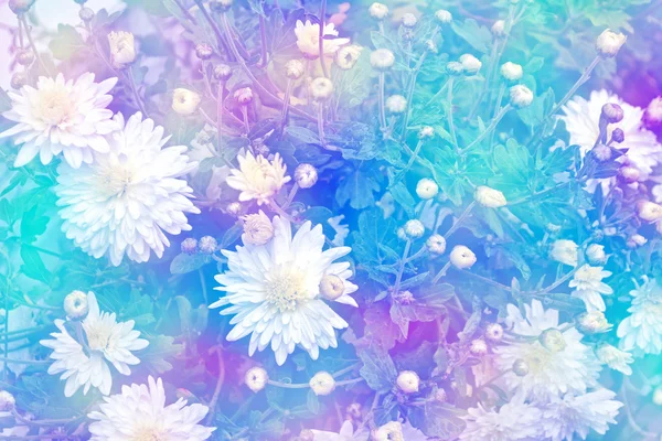 Барвисті квіти хризантеми на тлі осінньої смуги — стокове фото