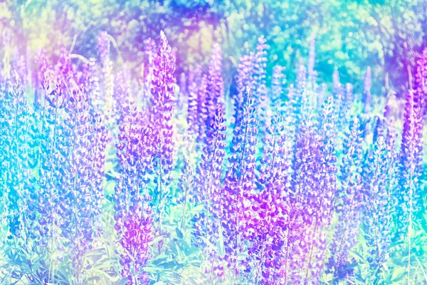 Paysage estival avec de belles fleurs lumineuses de lupin — Photo