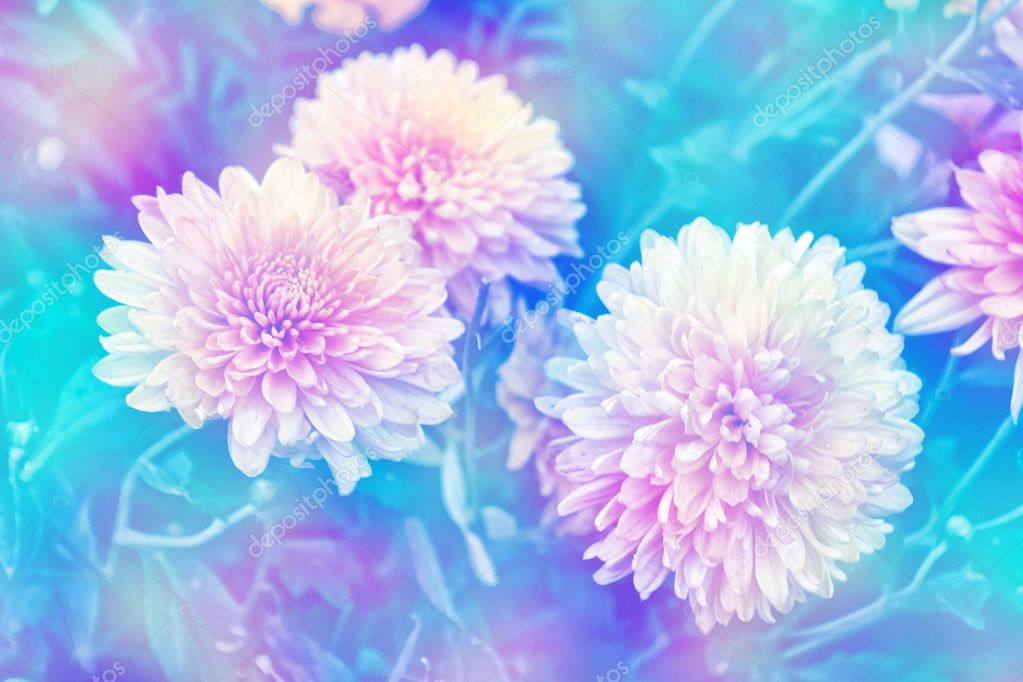 Colorful chrysanthemum flowers on a background of the autumn lan