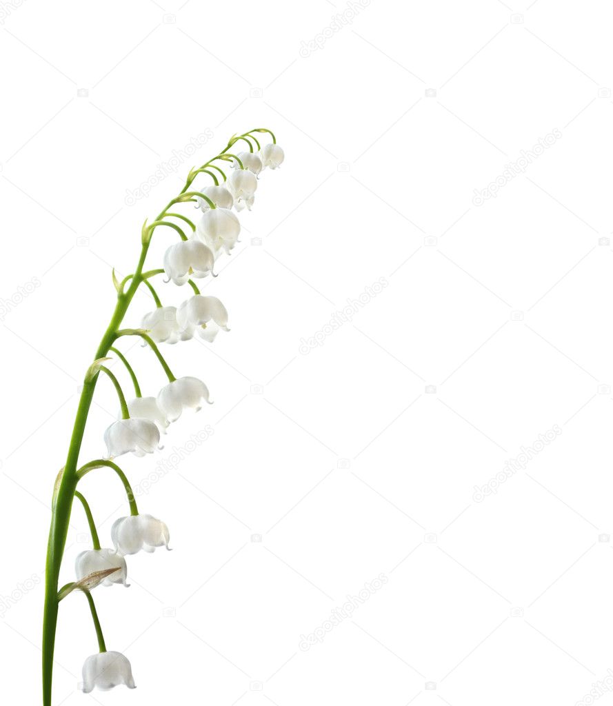 The branch of lilies of the valley flowers
