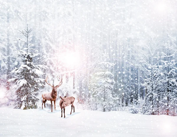 Floresta na geada. Paisagem de inverno. Neve coberto de árvores. veados — Fotografia de Stock