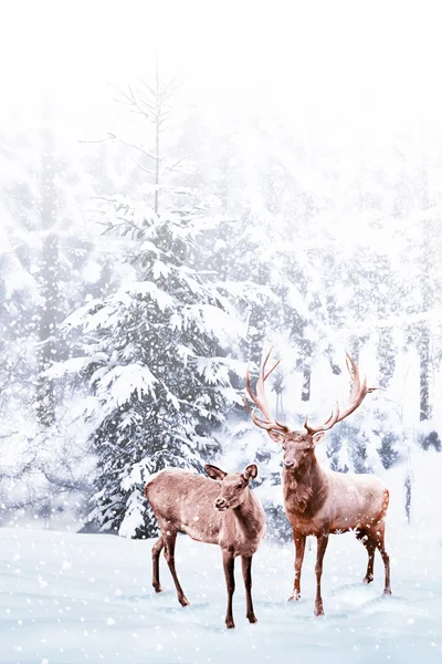 森林在霜冻中。冬季风景。被雪覆盖的树。鹿群 — 图库照片