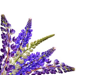 lupines güzel çiçekler üzerinde beyaz bir arka plan