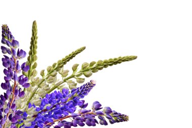 lupines güzel çiçekler üzerinde beyaz bir arka plan