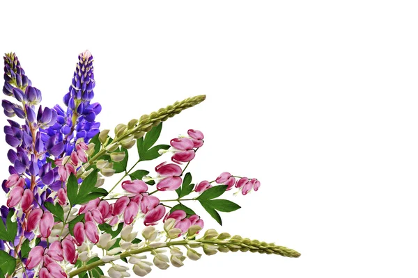 Lupines beautiful flowers on a white background — Stock Photo, Image