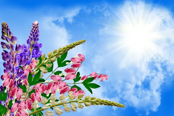 Summer landscape with beautiful bright lupine flowers — Stock Photo, Image