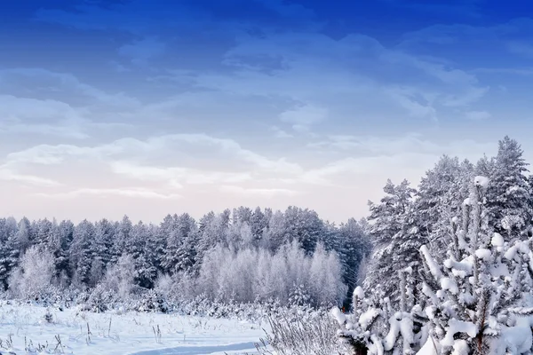 ठंढ में जंगल। शीतकालीन परिदृश्य। बर्फ से ढके हुए पेड़ . — स्टॉक फ़ोटो, इमेज