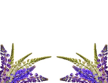 lupines güzel çiçekler üzerinde beyaz bir arka plan