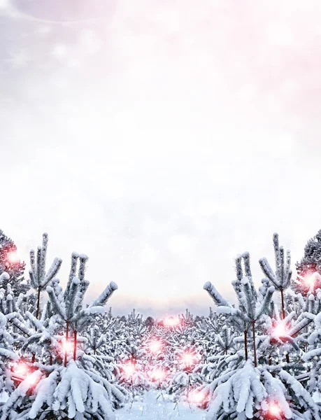 Floresta na geada. Paisagem de inverno. Neve árvores cobertas. — Fotografia de Stock