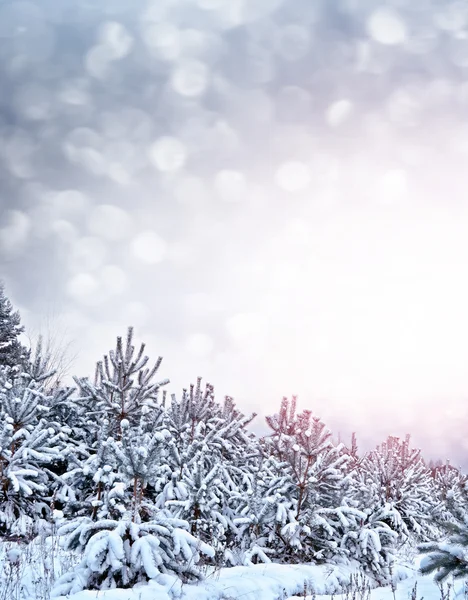 Bosque en la helada. Paisaje invernal. Árboles cubiertos de nieve. — Foto de Stock