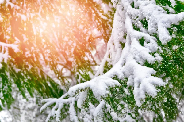 Floresta na geada. Paisagem de inverno. Neve árvores cobertas. — Fotografia de Stock