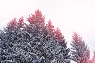  Donmuş orman. Kış manzarası. Karla kaplı ağaçlar. 